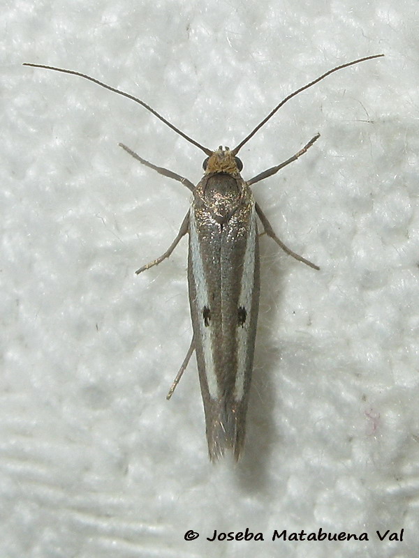 Micro da ID: Parahyponomeuta egregiella- Yponomeutidae